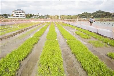中科院相关研究所在陵水椰林镇进行水稻育种